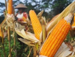 Anas Urbaningrum: Pemerintah Harus Segera Mencari Solusi Terkait Harga Jagung di Sulsel yang Hanya Rp2.500