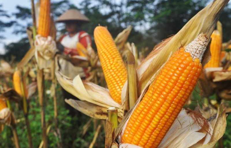 Anas Urbaningrum: Pemerintah Harus Segera Mencari Solusi Terkait Harga Jagung di Sulsel yang Hanya Rp2.500