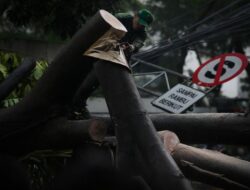 Tragedi di Bali: Pohon Tumbang saat Arena Sabung Ayam