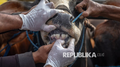 Cara Mengenali Sapi Gelonggongan Jelang Idul Adha