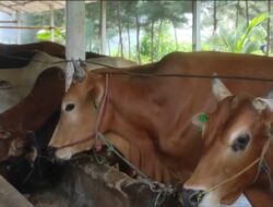 Pesanan Hewan Kurban di Bangka Meningkat Jelang Lebaran