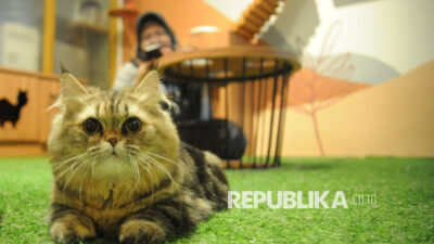 Alasan Kucing Menggigit Tangan Ketika Dielus