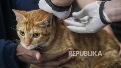 Cara Mencegah Penularan Rabies oleh Cakaran Hewan