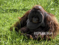 Orangutan: Pola Makan untuk Hindari Obesitas